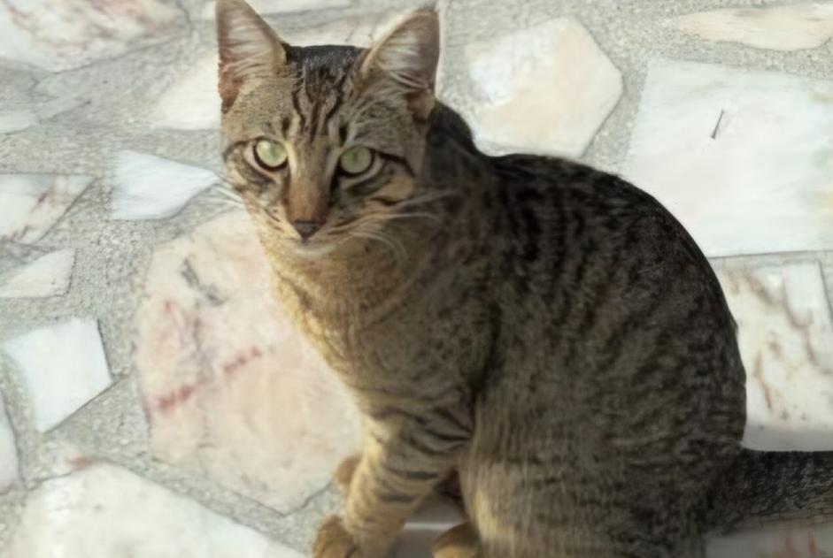 Fundmeldung Katze Unbekannt Gagny Frankreich
