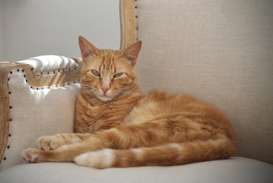 Alerta de Desaparición Gato Macho , 9 años Villeneuve-lès-Avignon Francia