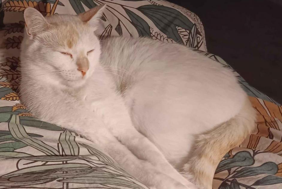 Alerte Disparition Chat croisement Mâle , 3 ans Épron France