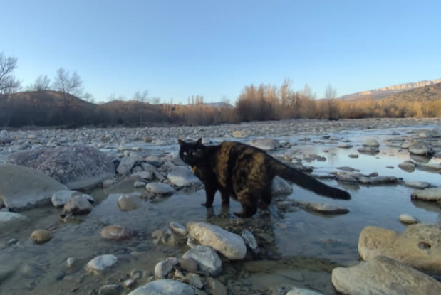 Alerte Disparition Chat Femelle , 9 ans Saint-Benoit-en-Diois France Alerte Disparition Chat Femelle , 9 ans Saint-Benoit-en-Diois France