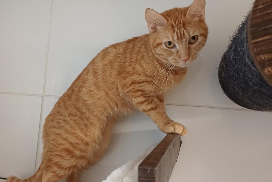 Alerte Disparition Chat Femelle , 1 ans Annecy France