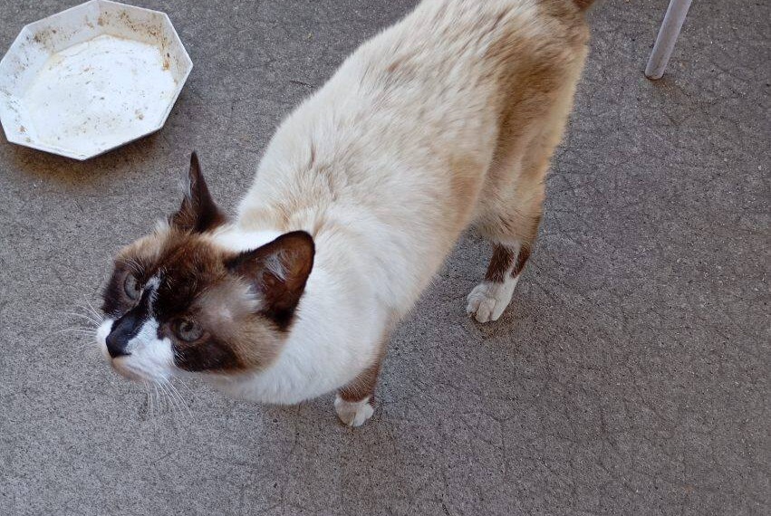 Alerte Découverte Chat croisement Inconnu Bergerac France Alerte Découverte Chat croisement Inconnu Bergerac France