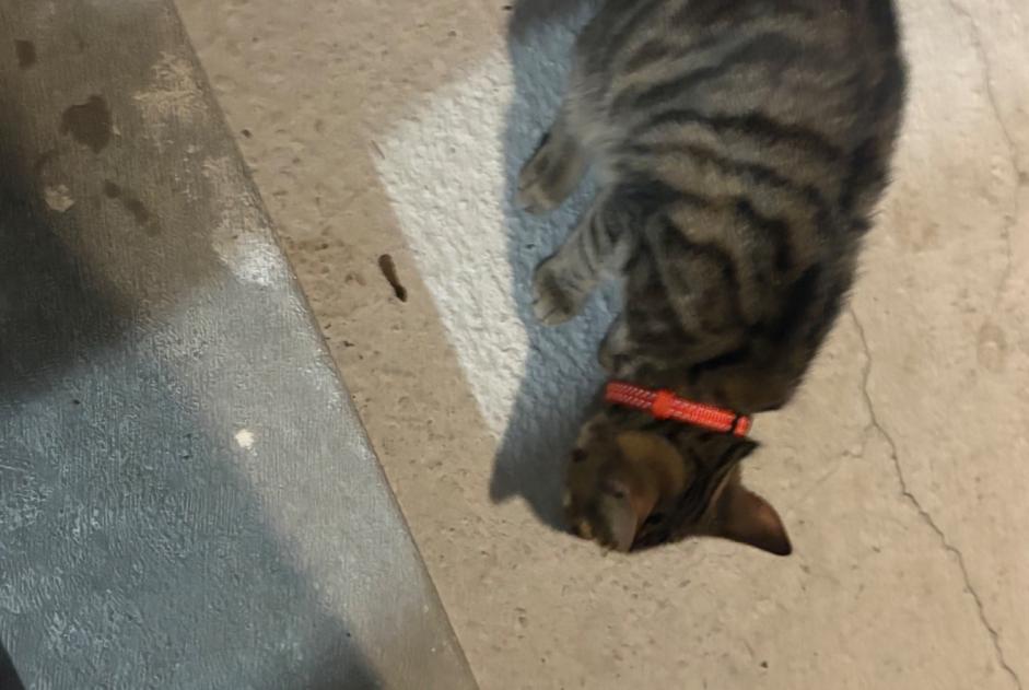 Alerte Découverte Chat croisement Mâle Eslettes France Alerte Découverte Chat croisement Mâle Eslettes France