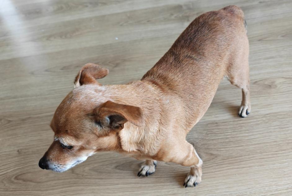 Alerte Découverte Chien croisement Femelle Annemasse France