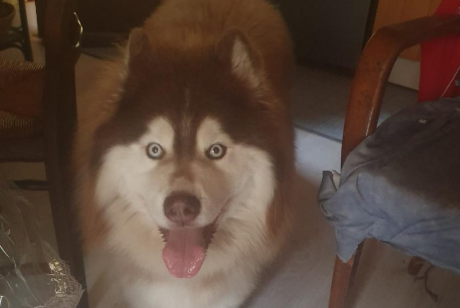 Alerta descoberta Cão  Desconhecido Val de Chaise France